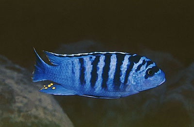 Maylandia fainzilberi 'Mbowe Island'